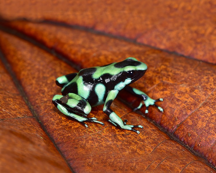 Dendrobates Auratus Green Costa Rican - Juvenile